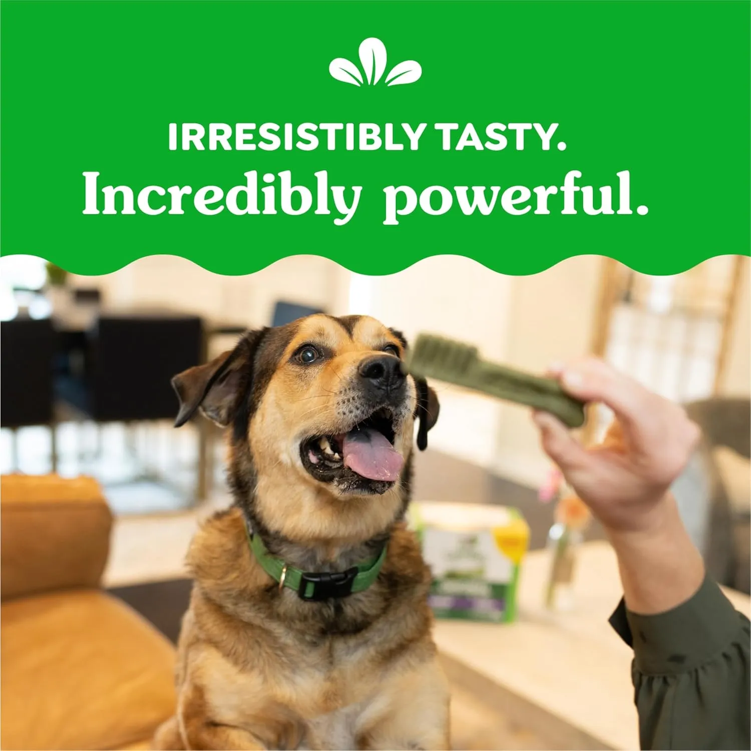 Greenies Large Dental Dog Treats, 3-Flavor Variety Pack, (3) 12 oz. Pouches, (24 Treats)